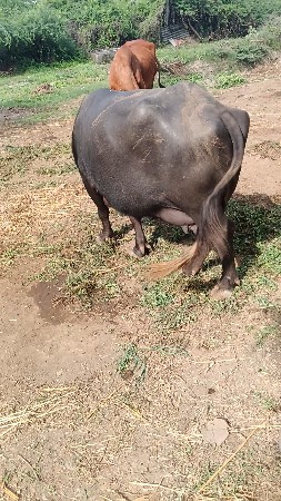 ભેસ