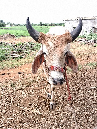 ગોઢલો