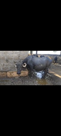 ભેંસ વેચવાની છે