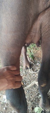 માડી ત્રણ વર્ષની