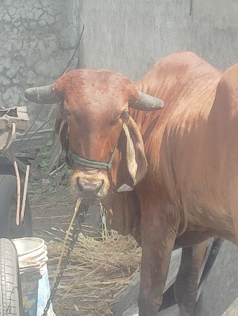 ગીર