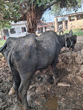 ભેસ વેચવાની છે