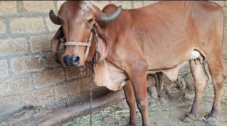 ગિર હોડકી વેચવા ની છે
