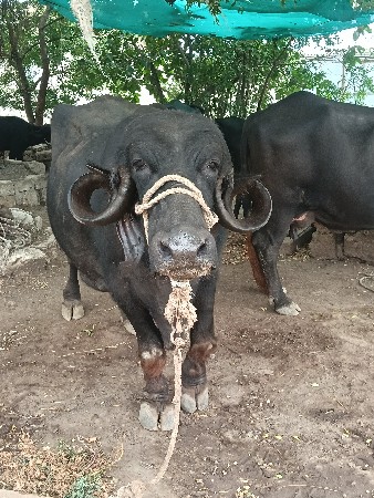 ભેંસ વેચવાની છે