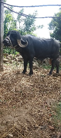 પાડો વેચવાનો છે