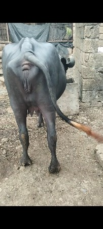 અખંડેલી વેચવાની છે