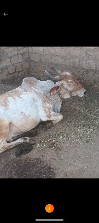 ગાય‌‌. વેશવાની