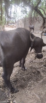આપવાની સે
