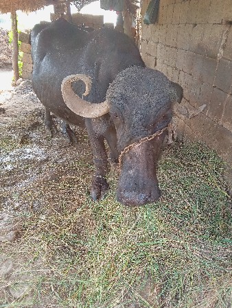 ભેંસ વેચવાની છે