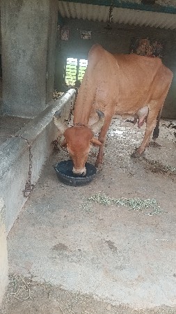 તબેલા વેચવાના છે