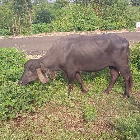 ખડેલી વેચવા ની છે