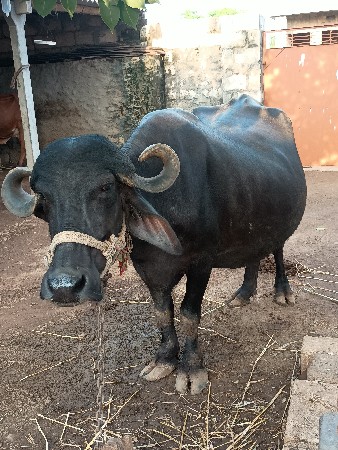 ભેંશ વેચવાની છે.