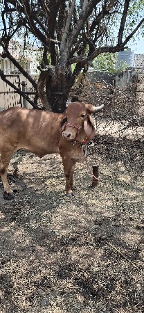 કપિલા હોડકી વેસવાની સે