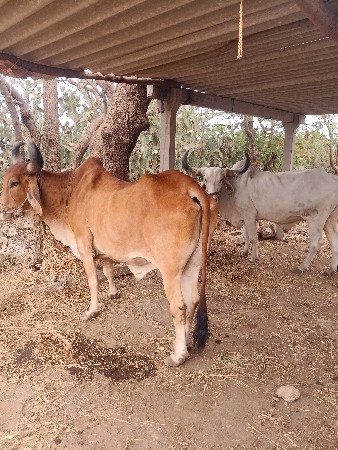 બળદ વેચવાના છે