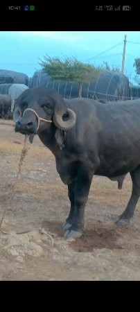 ટોપલો પાડો વેંચવાનો છેટોટલ જવાબદારી