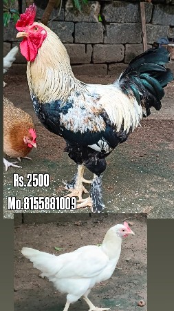murdh