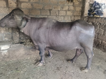 25 દિવસ ની કાચી