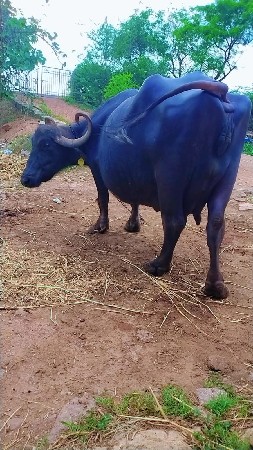 ભેંસ વેચવાની છે
