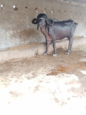 ભેશ વેછવાની છે બેજુ વેતર છે