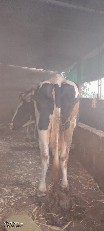 2 ગાયો વેચવાની છે