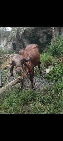 પેલુ વેતર હોડકી