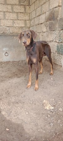 ડોબરમેન મેલ વેચવાનો છે