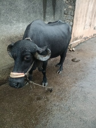 3 વેતર ભેંસ વેચવાની છે