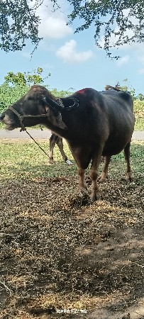 ભૂરી ભેંસ વેચવાની છે