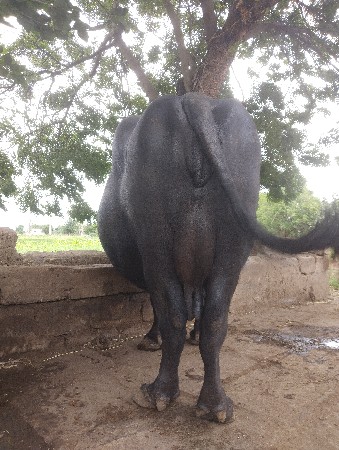 ભેંસ વેચવાની છે