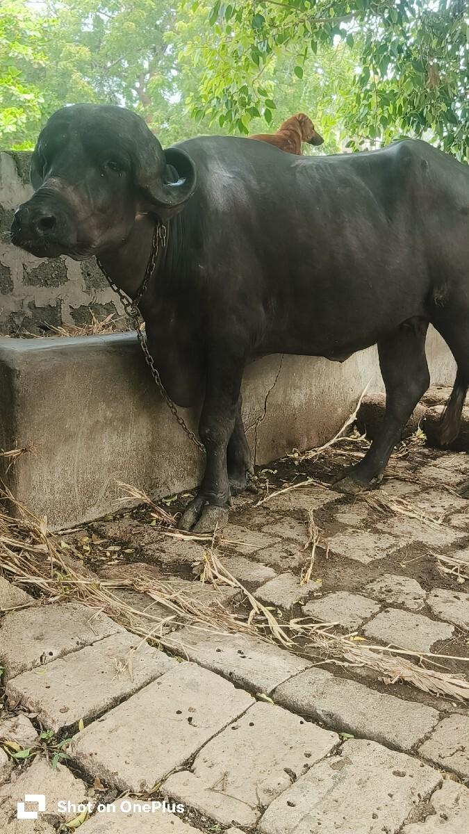 ભેંસ વેસવા ની છે