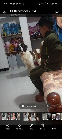ફેન બનાસ ડોગ મિટિંગ માટે