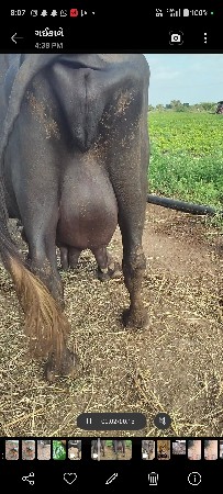 વેસવાની