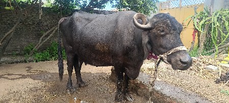 ભેંસ વેચવાની છે