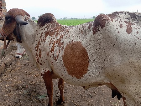 ગાય