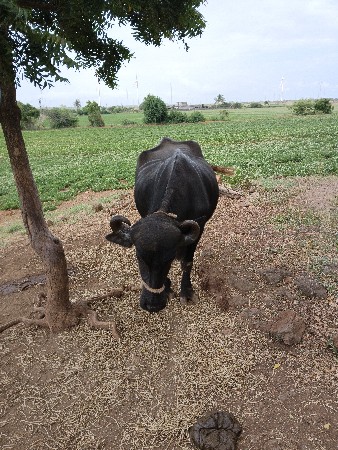 ભેસ વેસવા ની છે પેલુ વેતર છે