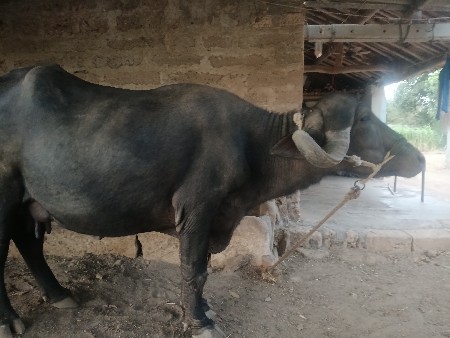 ભેંસ વી સવાની શે
