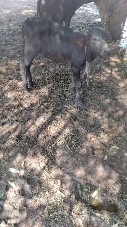 પેલવેતરિ ખડે વેચવાની છે