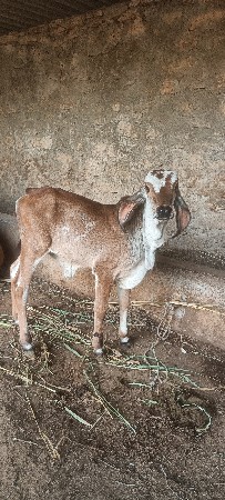 ભેંશ વેસવાની સે