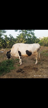 પહેલુ વેતર સે વેચવાની સે