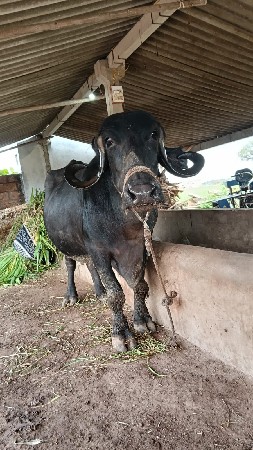 ભેસ