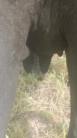 પેલા વેતર ની ખળેલી વેચવા ની છે