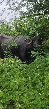 વેસવા ની છે