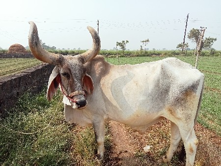 બળદ વેચવા નો છે.