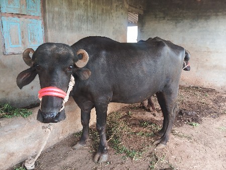 ભેંસ વેચાવની છે,