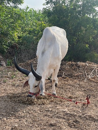 વેચવાનું છે
