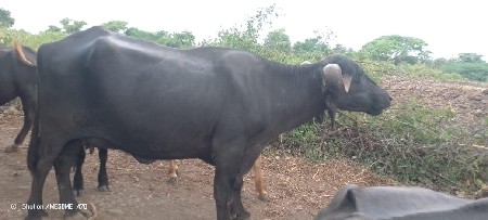 બે ભેંસો વેચવાની છે