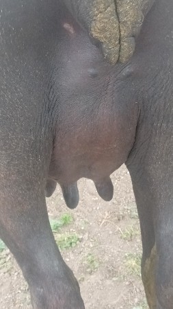 ખડેલી  વેચવાની છે
