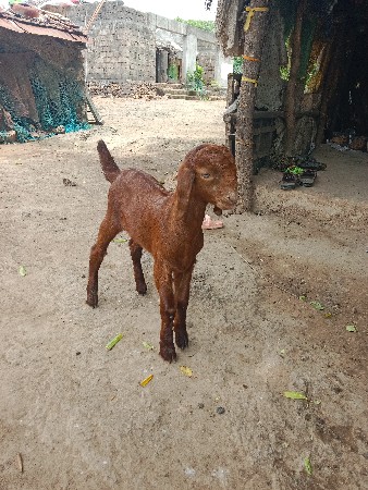 ૫ મહિના નો બોકડો