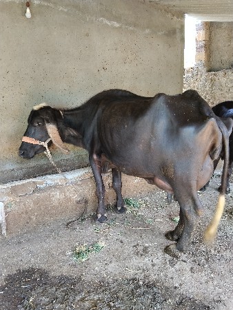 ભેંસ વેચવાની છે
