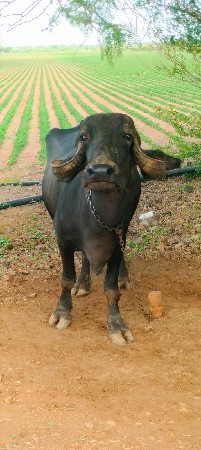 ભેંસ વેચવાની છે